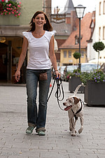 Hund bettelt am Tisch