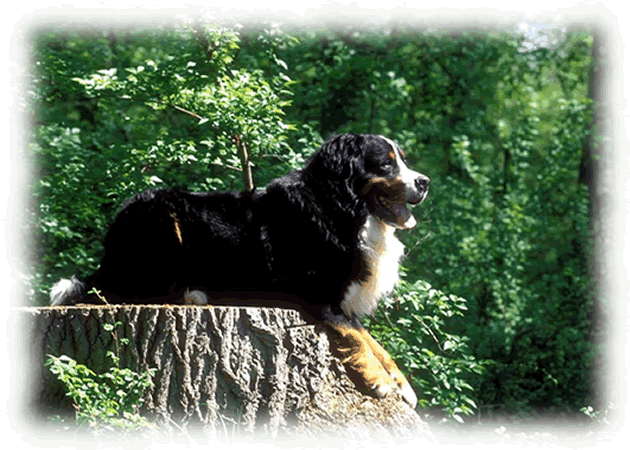 www.krankengymnastik4dogs.de